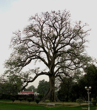 4-sumbul-trees-qamar-mehdi-450.jpg