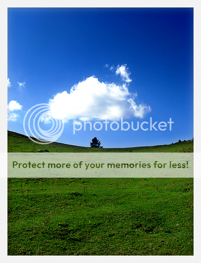 Fairy_Meadows_tree___Pakistan_by_Ka.png