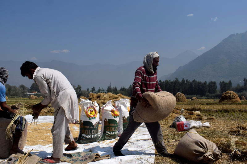 Kashmiri farmers pack winnowed rice grain in bags after a harvest on the outskirts of Srinagar Sept 22, 2020. (Reuters file photo)