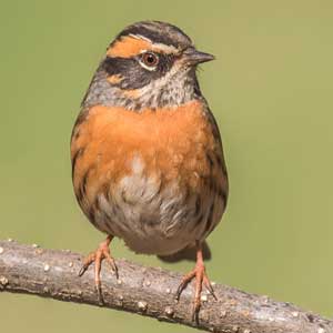 Rufous--breasted12345.jpg