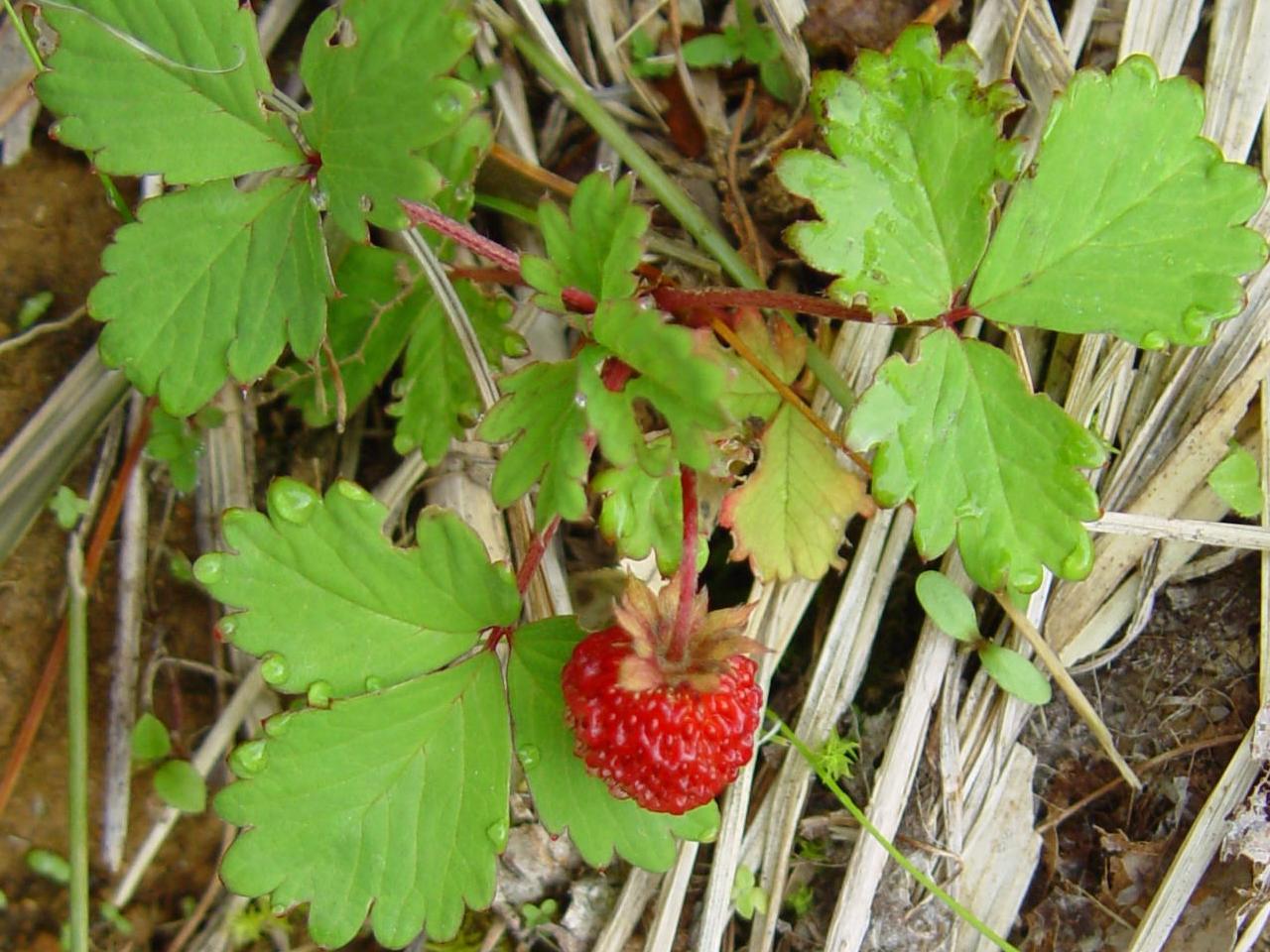 Fragaria_iinumae_nogoichigo_2003-7-27.jpg