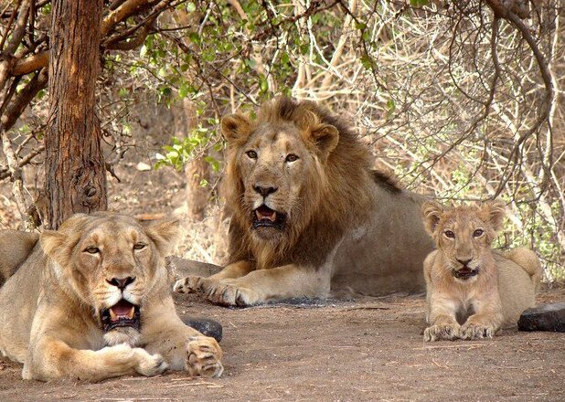 Gir_lion-Gir_forest%2Cjunagadh%2Cgujarat%2Cindia.jpeg