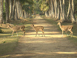 bhitarkanika-wildlife-sanctuary.jpg