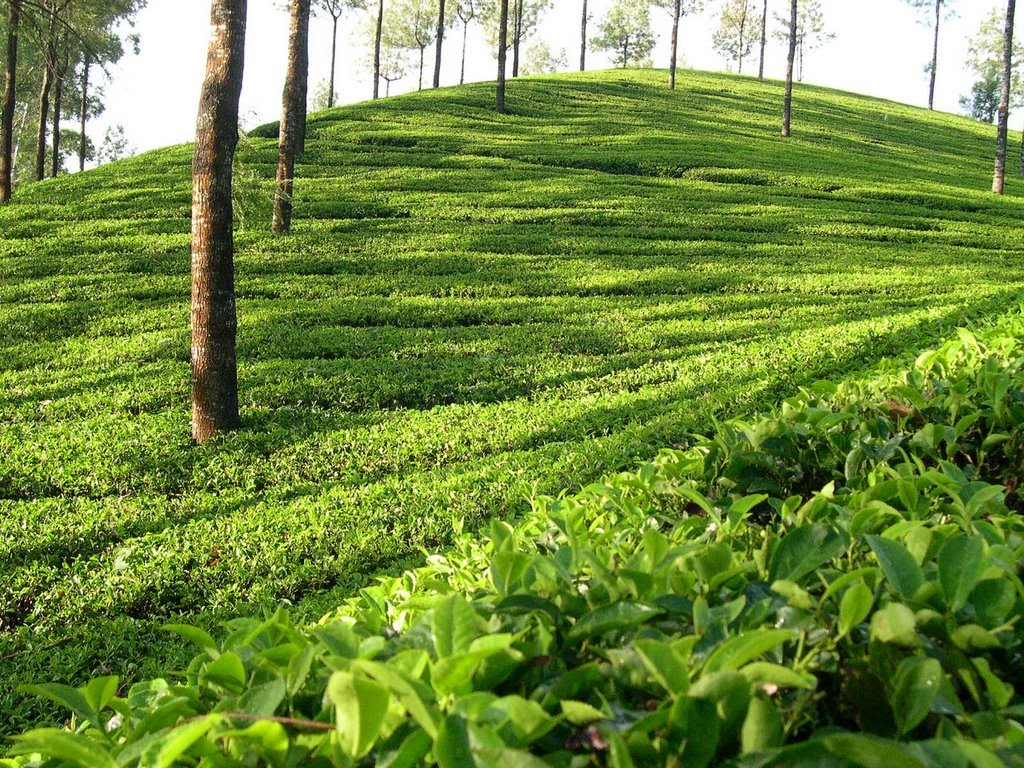 munnar-7171511.jpg