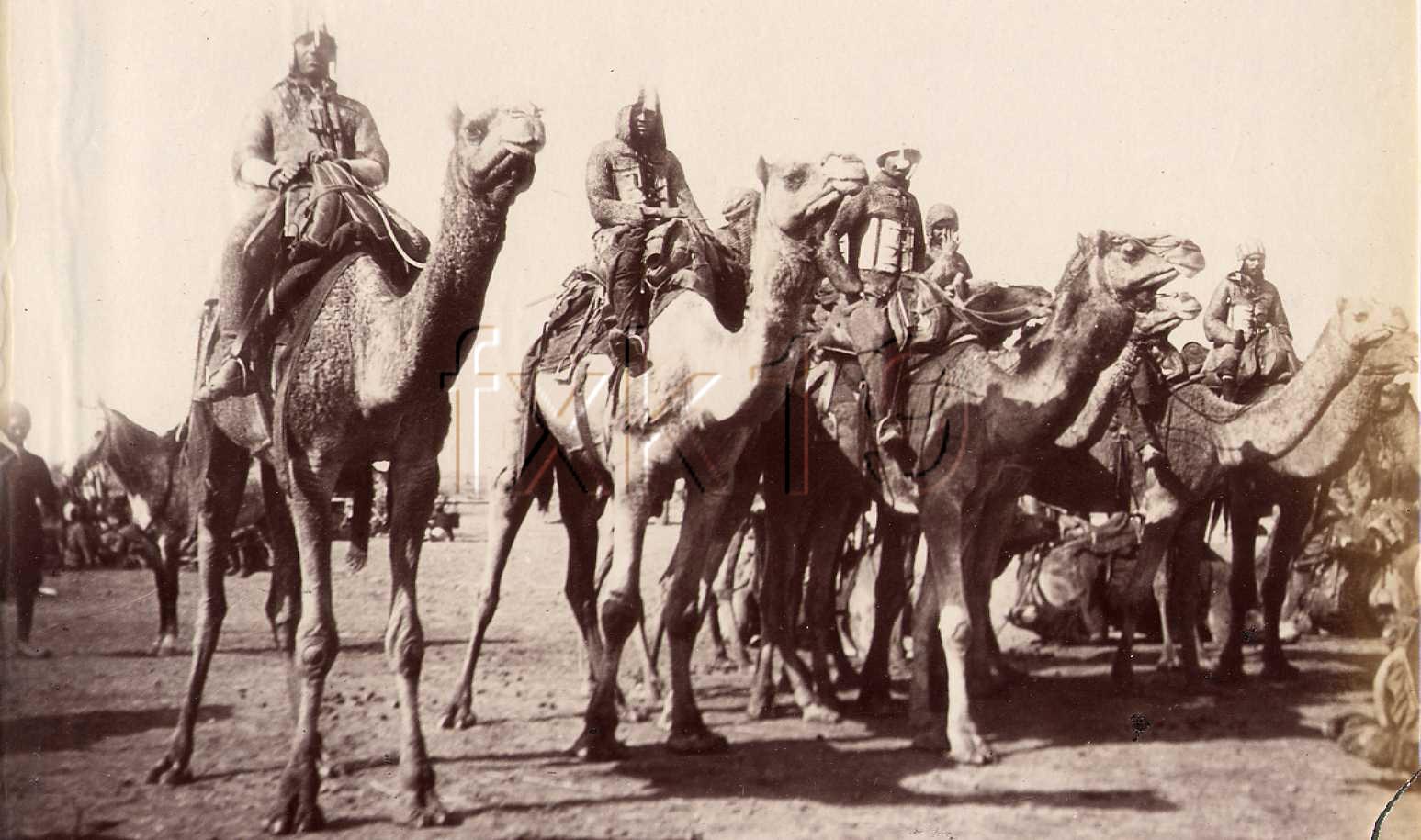 bikanercamels1903b.jpg