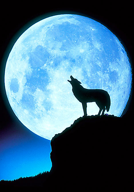 full-moon-wolf.jpg