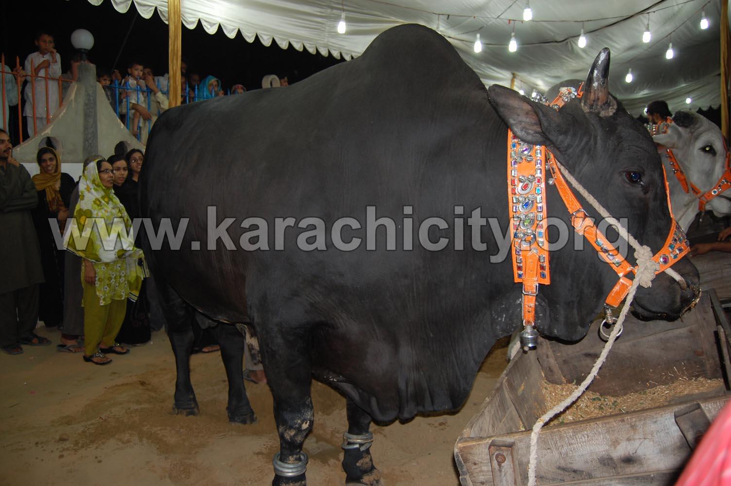 big%20cow%20in%20lahore.JPG