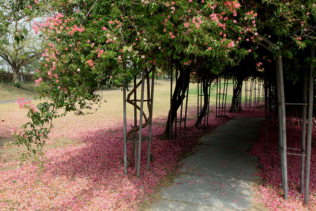 chandigarh-gardens-bougainvillea.jpg