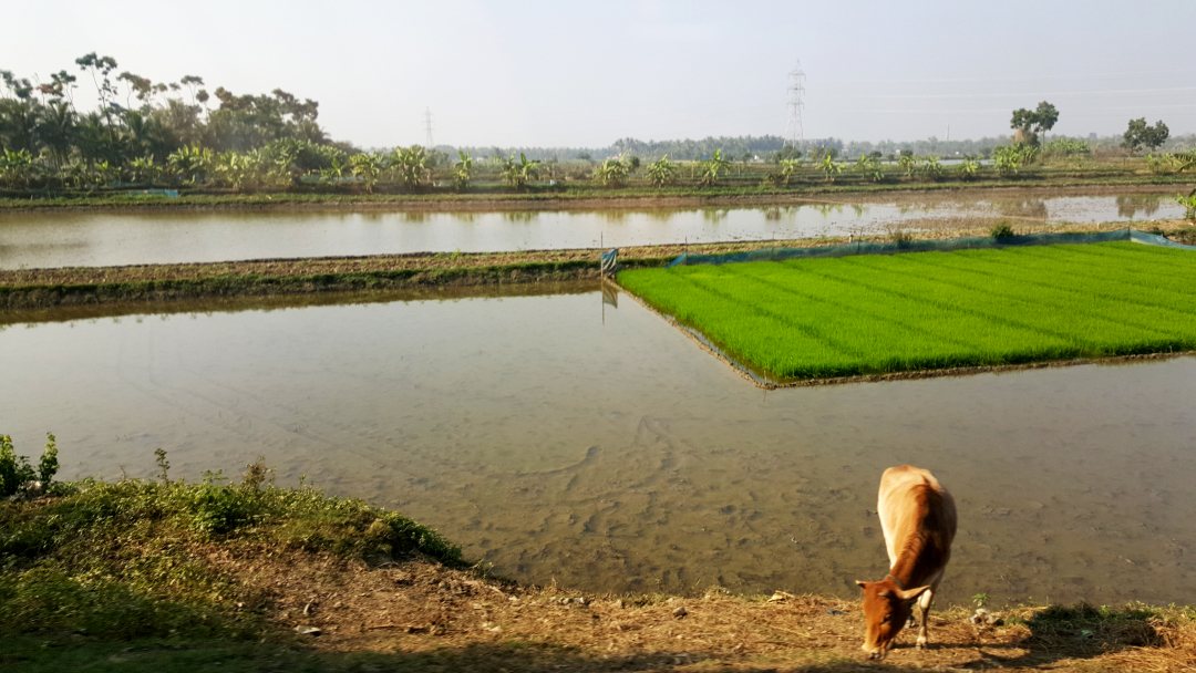 Polder near Kulna Bangladesh