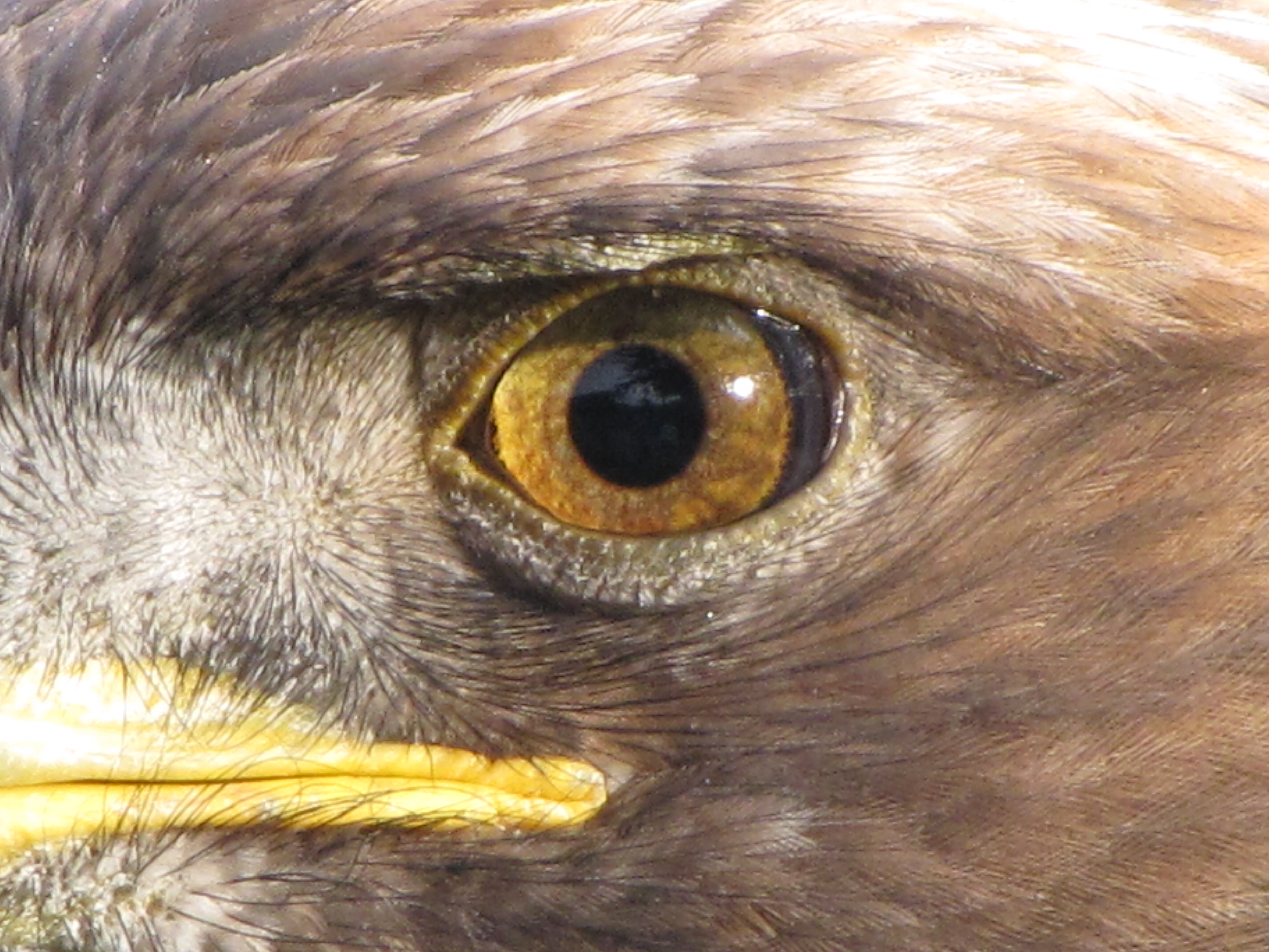 Golden_Eagle_eye.jpg