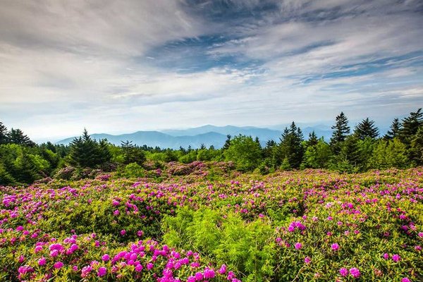 dentam-rhododendron-festival1.jpg