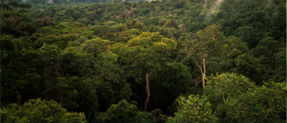 Amazon_Manaus_forest.jpg