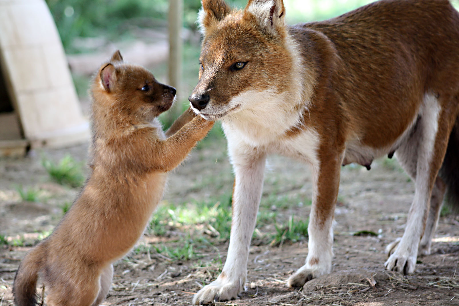 baby-dhole.jpg