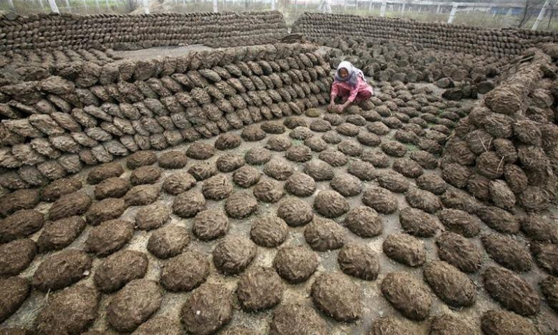 A woman makes cow dung cakes at Bahlolpur village in the northern Indian state of Punjab in this file photo. — Reuters