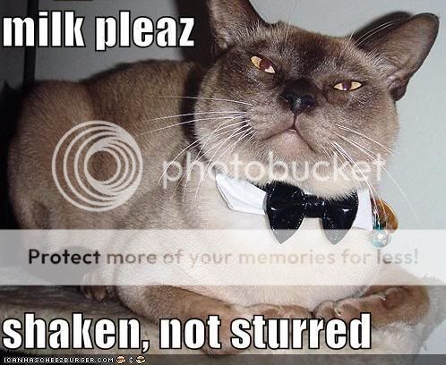 bondcat.jpg