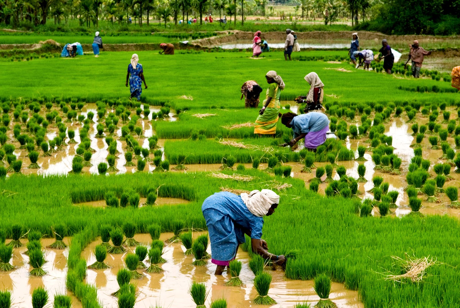 Kerala%2BMonsoon%2BTourism.jpg