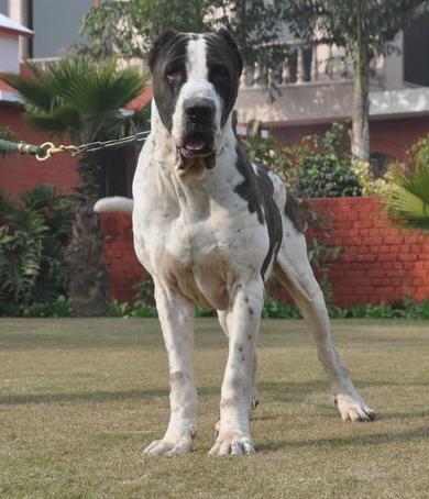 Bully-Kutta-Pictures.jpg