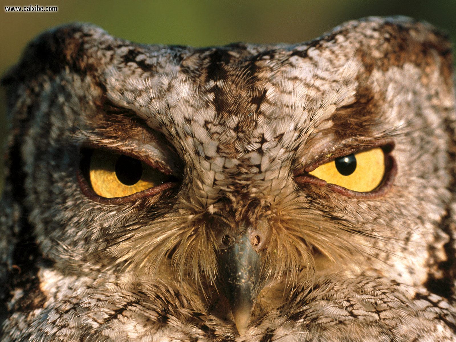 Western_Screech_Owl_Montana.jpg