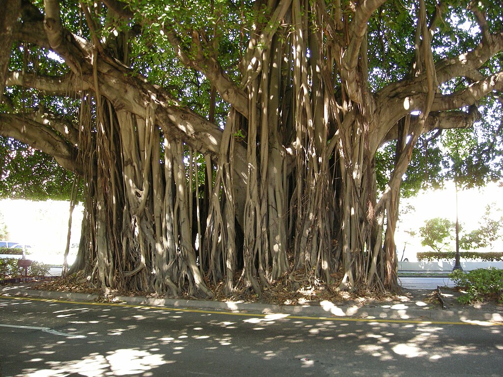 1024px-Ficus-Benghalensis-Coral-Gables.JPG