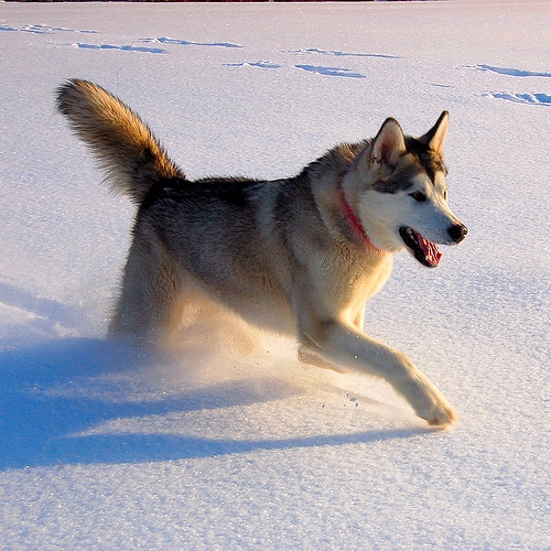 Alaskan+Malamute+picture.jpg