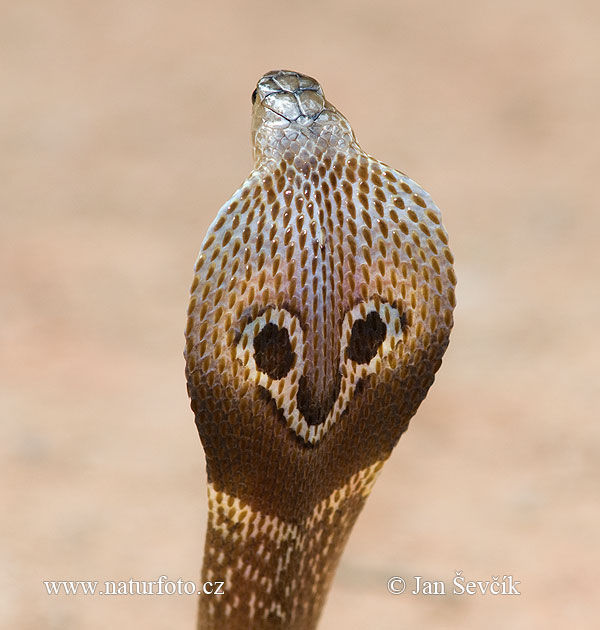 indian-cobra--xxxkobra_dsa2163.jpg