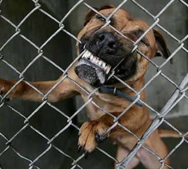 angry-dog-biting-fence.jpg