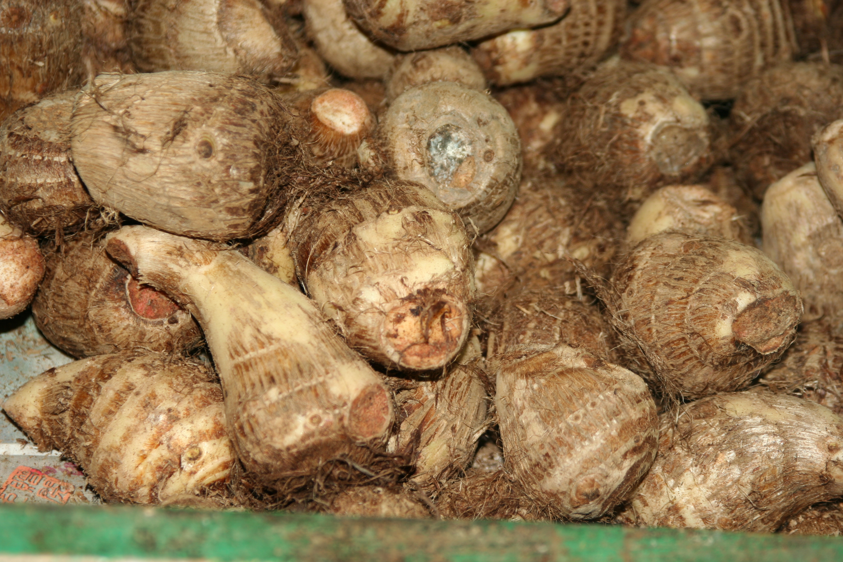 Taro_root_for_sale.jpg