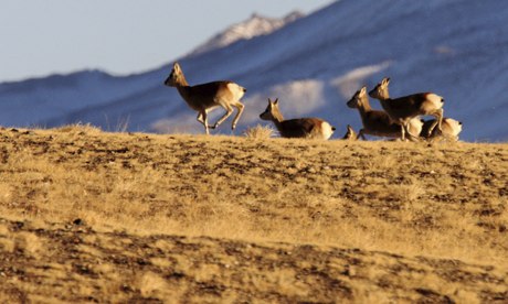 A-flock-of-Tibetan-antelo-009.jpg