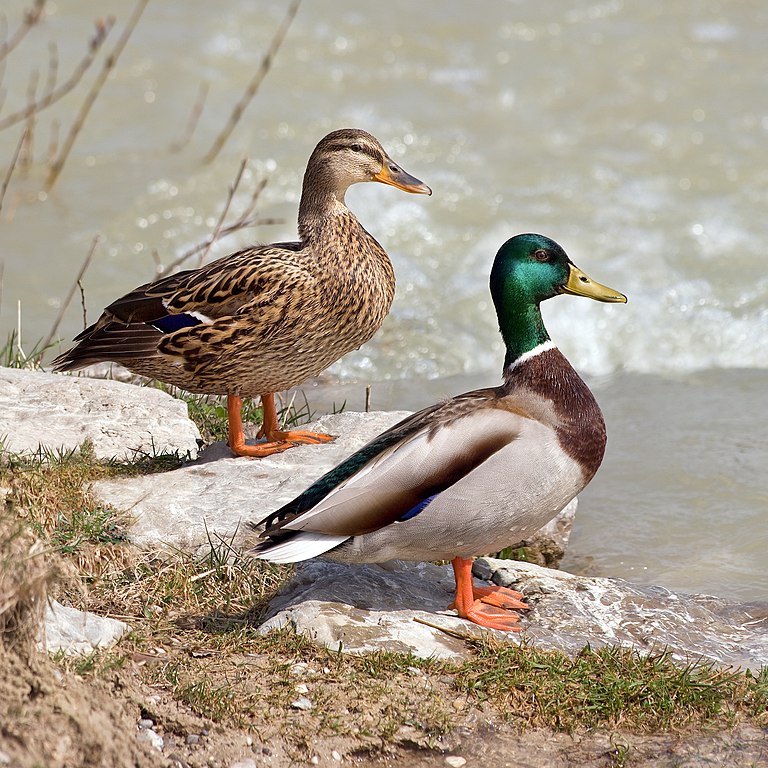 768px-Anas_platyrhynchos_male_female_quadrat.jpg