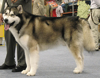 alaskan_malamute_h02.jpg