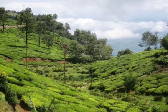 glen-morgan-ooty.jpg