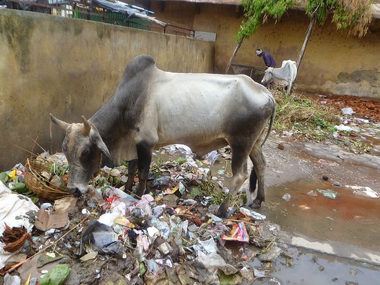 2-1309804098-cows-eating-garbage-in-the-street.jpg