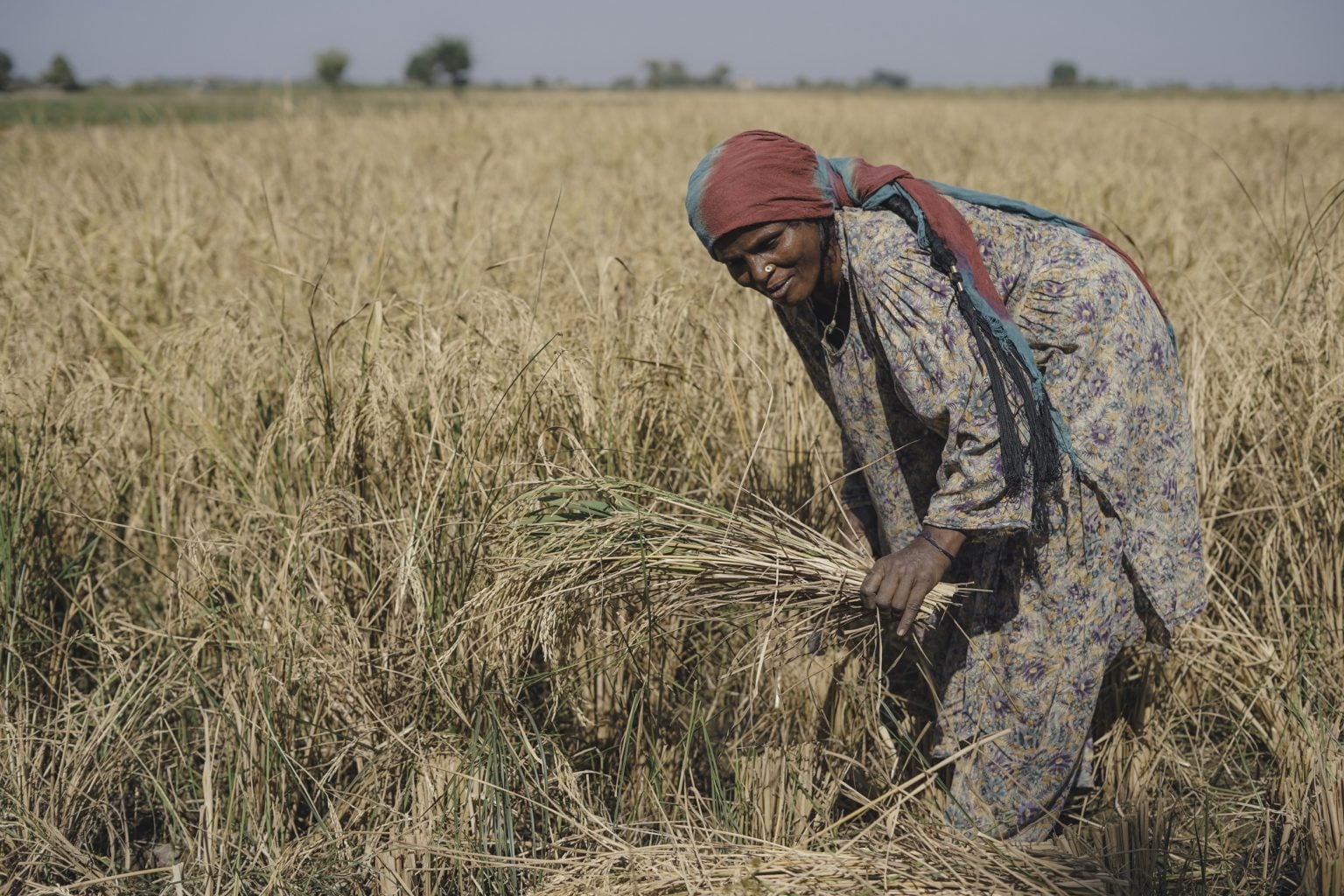 A farmer from one of minority communities called Baghri, harvesting rice crops from village Qasim Solangi, district Hyderabad. — Photo by Manoj Genani