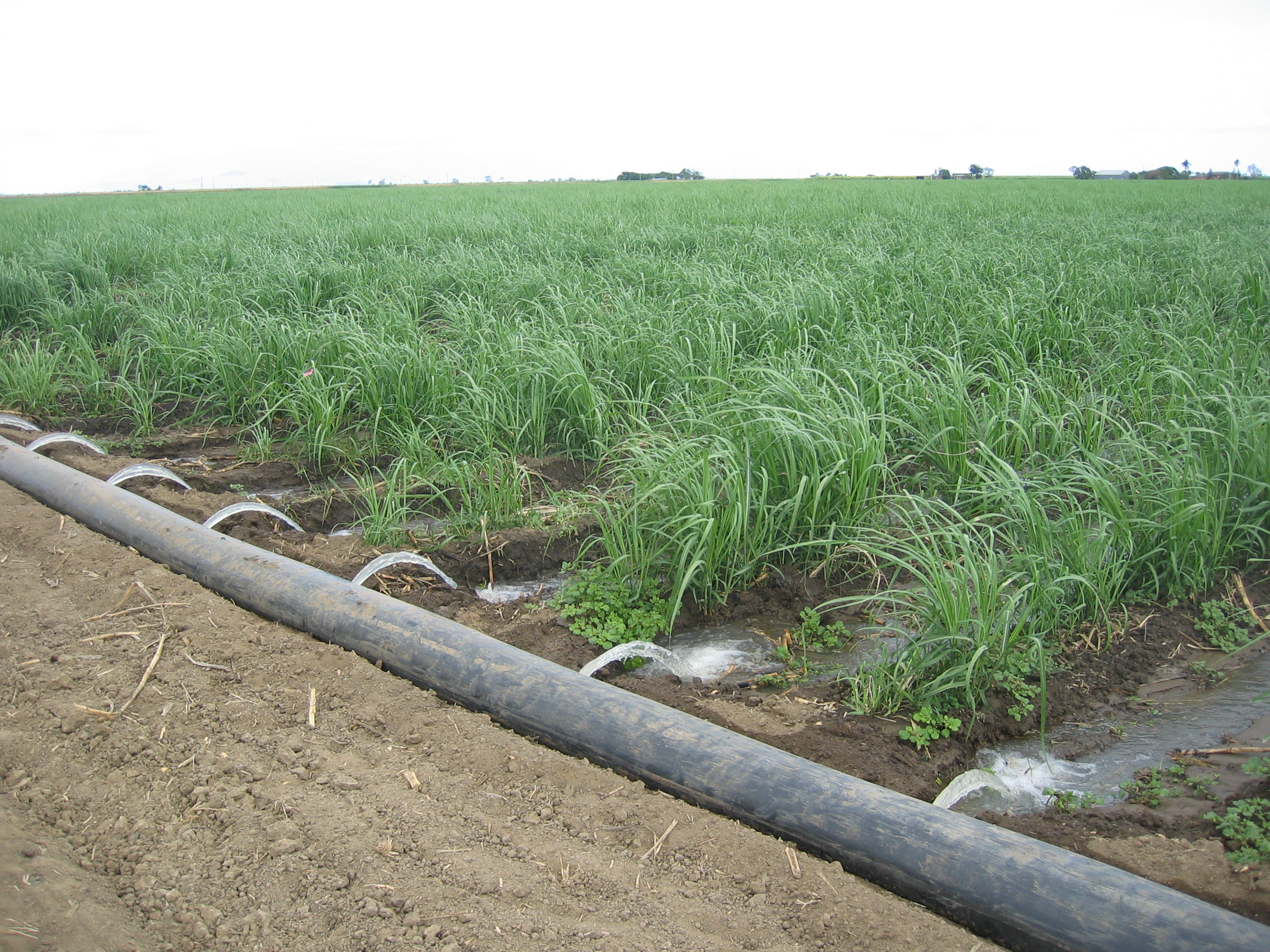 Furrow_irrigated_Sugar.JPG