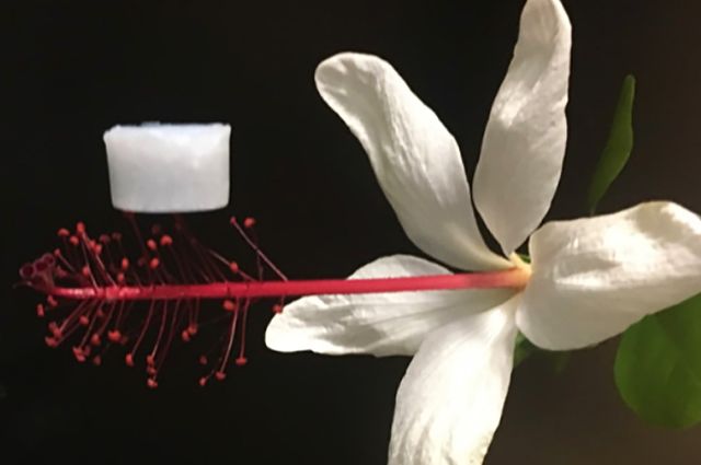 Ceramic+aerogel+on+flower_mid.jpg