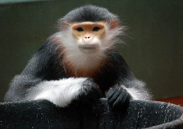 langur_42e3.jpg