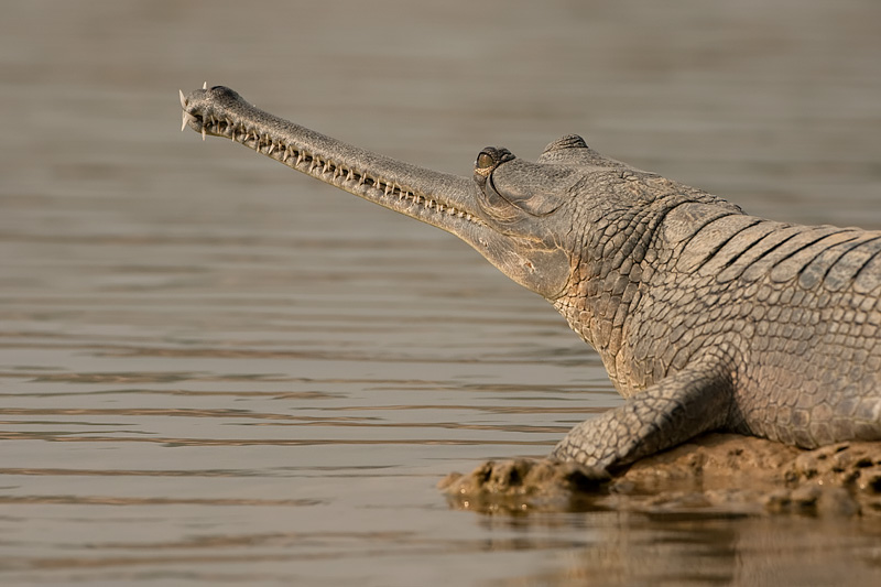 1300797634gharial1.jpg