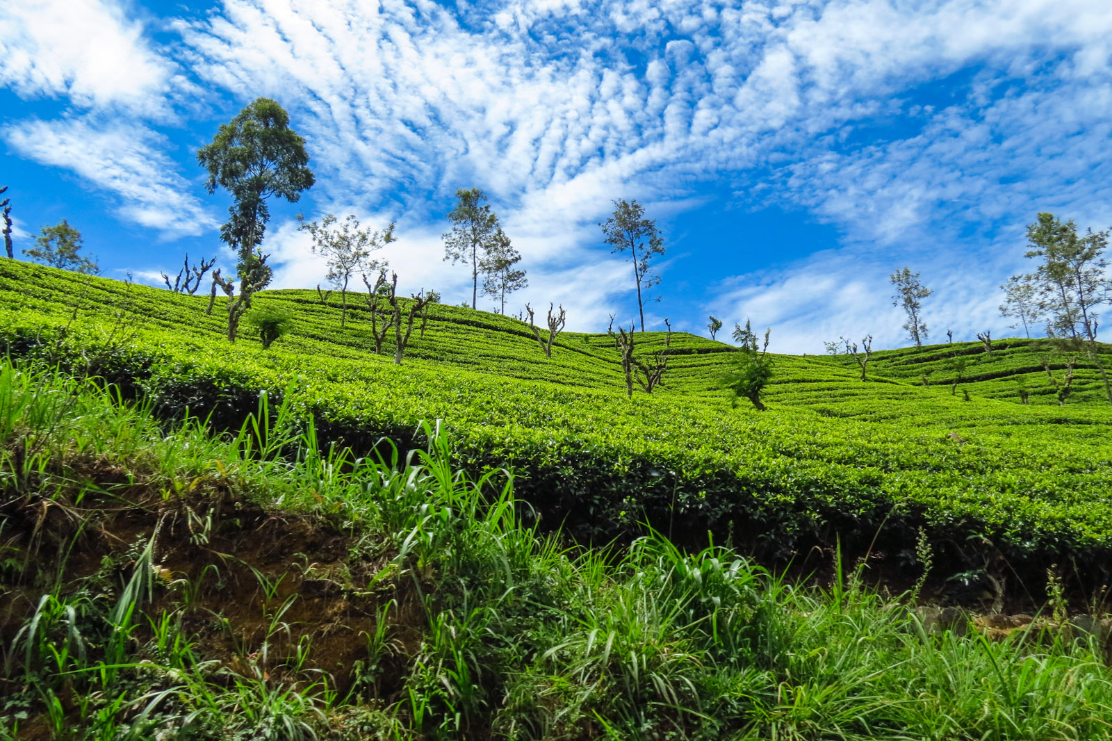 blue-sky-and-tea-kandy-ella-train.jpg