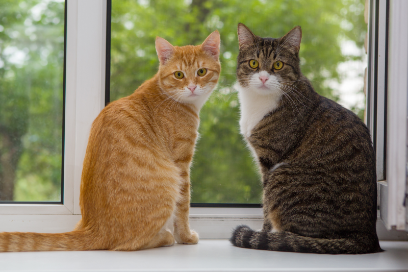 two-tabbies-window-3.png