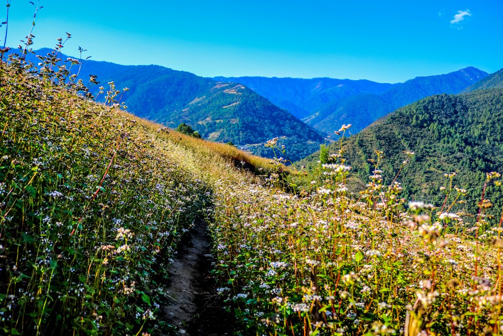 BUCKWHEAT-FIELDS_DIRANG-VALLEY.jpg