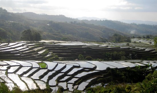 rice-terraces-near-by.jpg