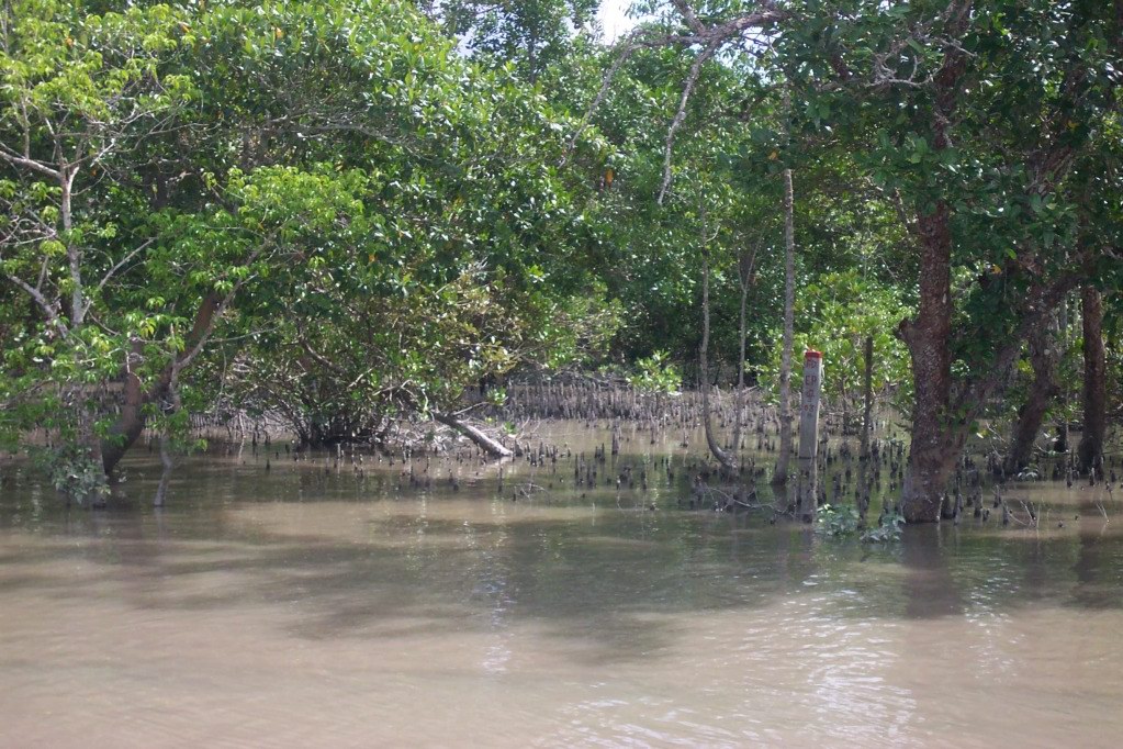 Mangroves%2B2.jpg