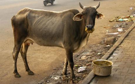 indian-cow.jpg