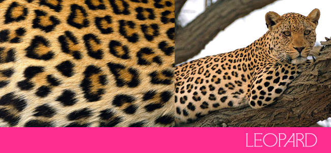 leopard-spots.jpg