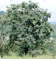 Amlook+tree.jpg