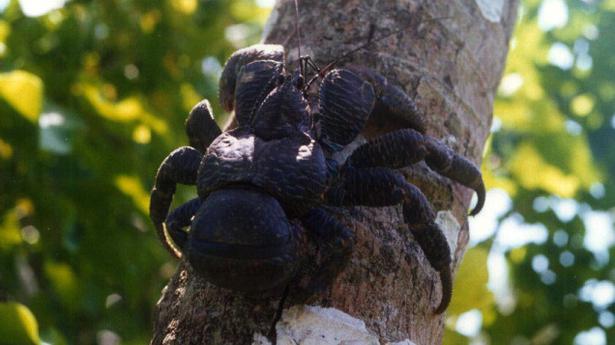 TH01_COCONUT_CRAB