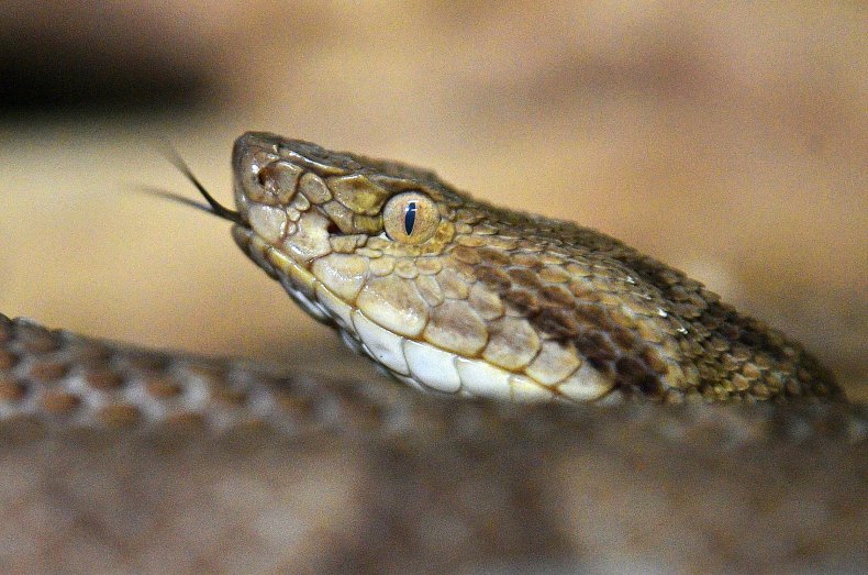 Man eats snake for covid protection