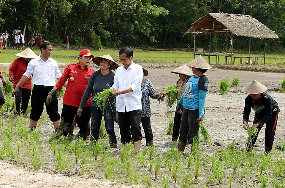 jokowi-menanam-padi-565b8c28537a61540ef74c1f.jpg