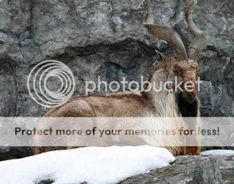 markhor4.jpg