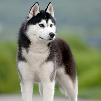 siberian-husky-dog.jpg